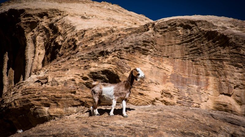A goat in Petra