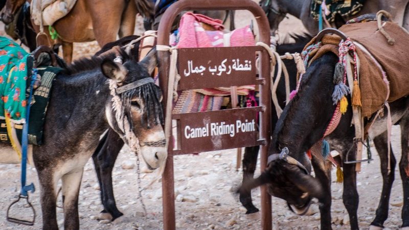 Donkeys standing near a camel-riding sign