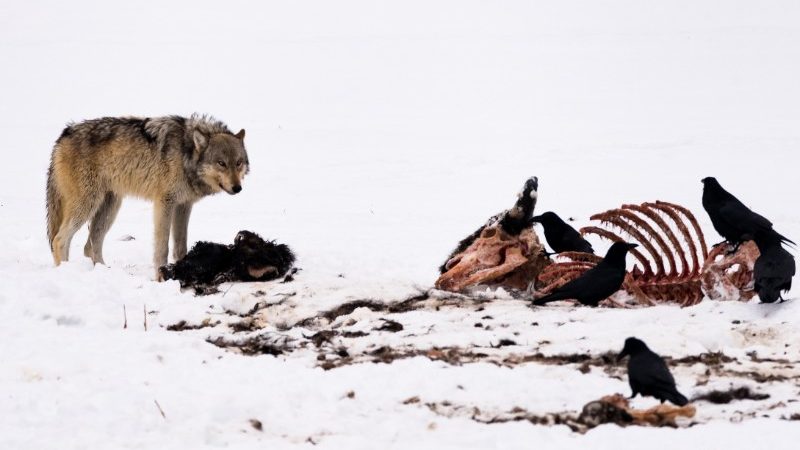 A wolf eating a bison carcass in the snow