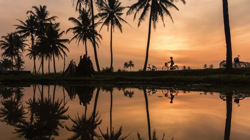 Person riding bike through rice paddies