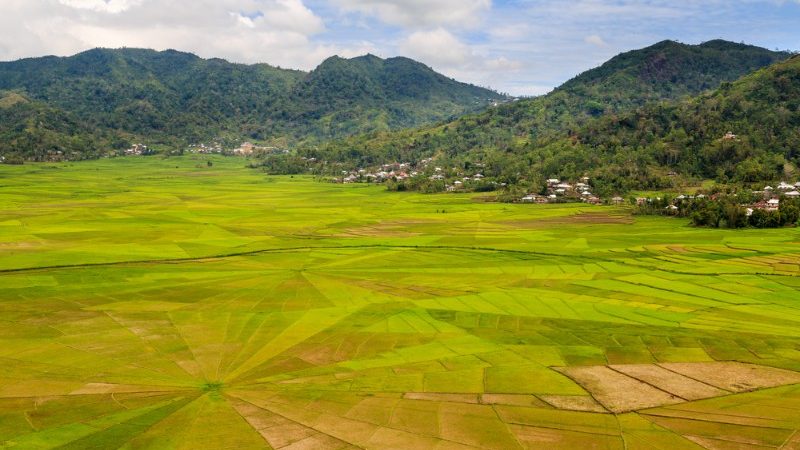 Spider web fields in Flores, Indonesia
