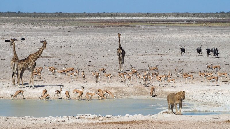 Giraffes, wildebeest, impalas and a lion in Namibia