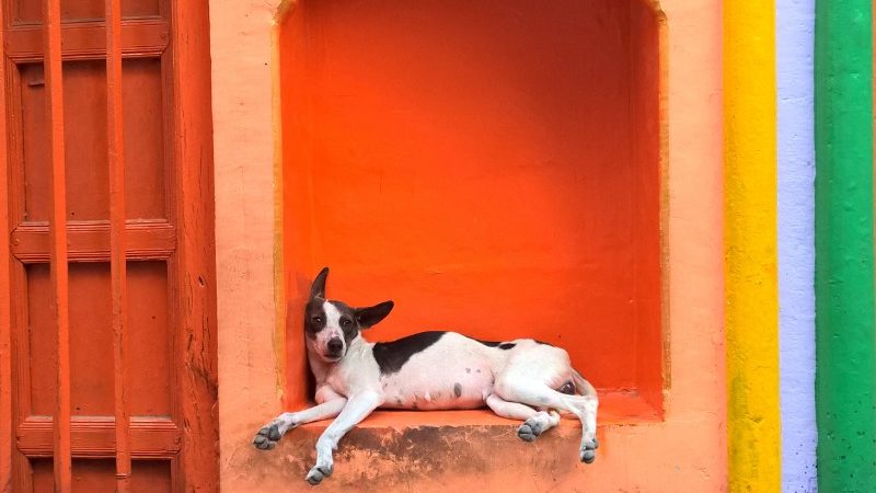 A dog lies against a colourful wall