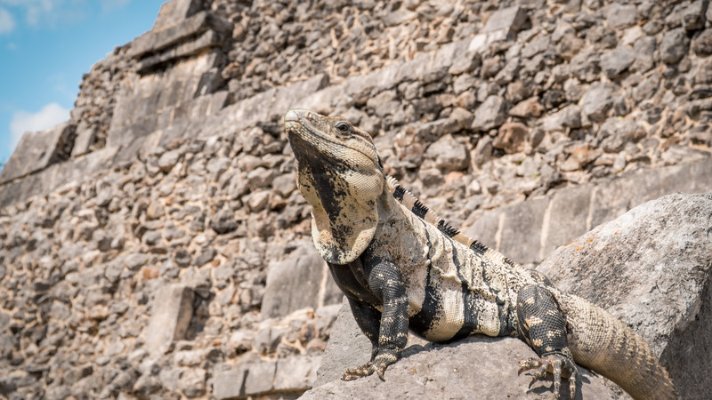 Iguana at Chichen Itza, Mexico