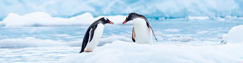 Two gentoo penguins on ice in Antarctica with icy waters behind them