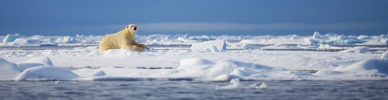 PPPA_Spitsbergen-Photography_polar-bear_banner