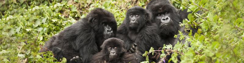 gorilla_family-babies