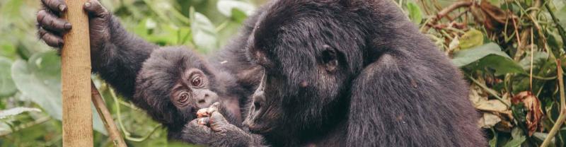 Uganda gorilla and baby in the wild