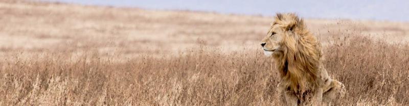 Male lion sits in grass in the Serengeti National Park
