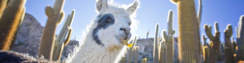 Close up of llama chewing food in a field of tall cacti