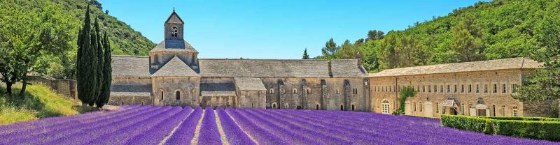 Abbey of Senanque and blooming rows lavender flowers in Provence, France