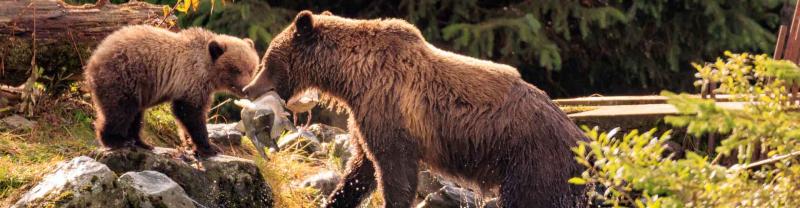 Alaskan mother bear and cub feed on fish by river, Alaska