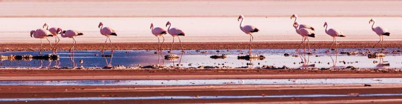 Flamingos gather in the bolivian salt flats