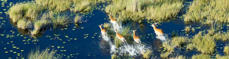 Aerial view of antelopes running through Okavango