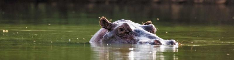 Hippo in the Gambia River, Gambia