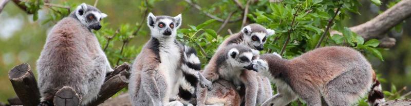 Family of lemurs sit in tree in madagascar