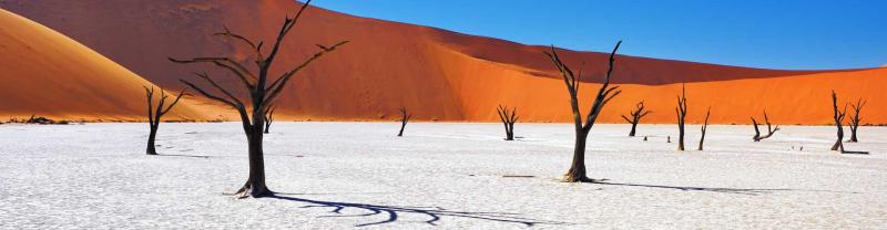 The dead trees of the Salt pan of Sossusvlei,Namibia