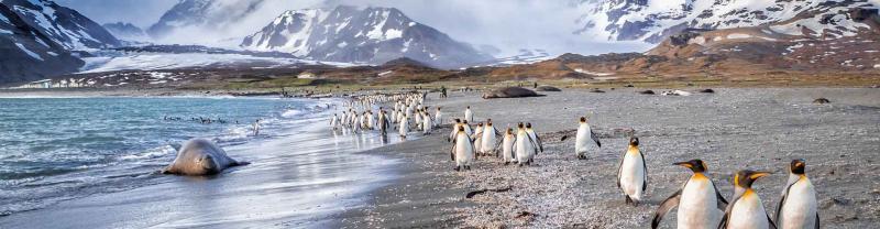 Penguins waddle along beach in the Falkland Islands