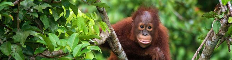 Baby orangutan climbing tree in Sepilok Orangutan Reserve, Borneo
