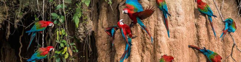 Macaw parrots perch in the amazon, ecuador