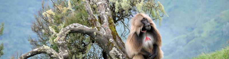 Gelada baboon leans against tree in the Simien Mountains, Ethiopia