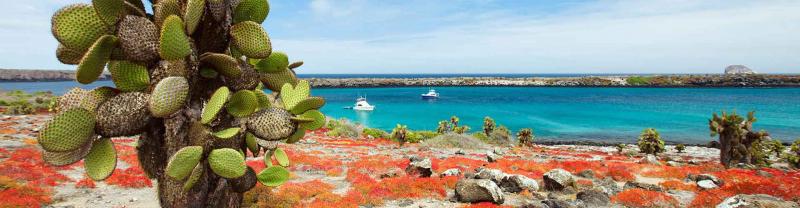 Cactus in front of sea on colourful Galapagos Islands