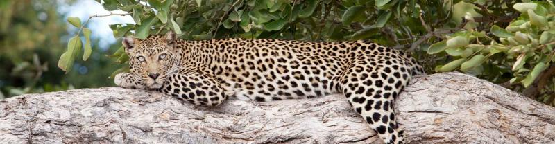 Leopard lays on branch in Kruger national park, South Africa