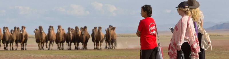 An Intrepid group watch a herd of camels near Ereen lake in Mongolia