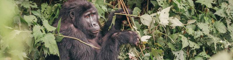 Gorilla sits in Ugandan jungle