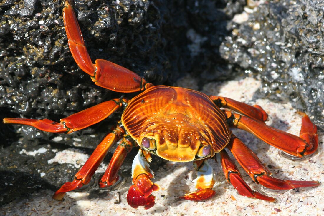 Brightly coloured Sally Lightfoot crab 