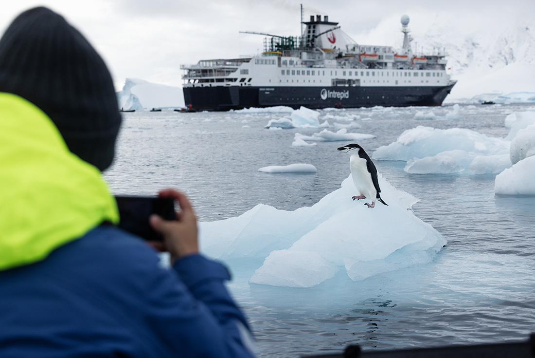 Intrepid Ocean Endeavour with penguin, Antarctica