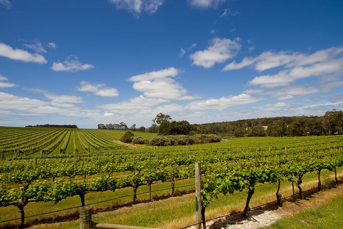 View of a vineyard, with a valley full of vines in neat rows. Margaret River, Western Australia.