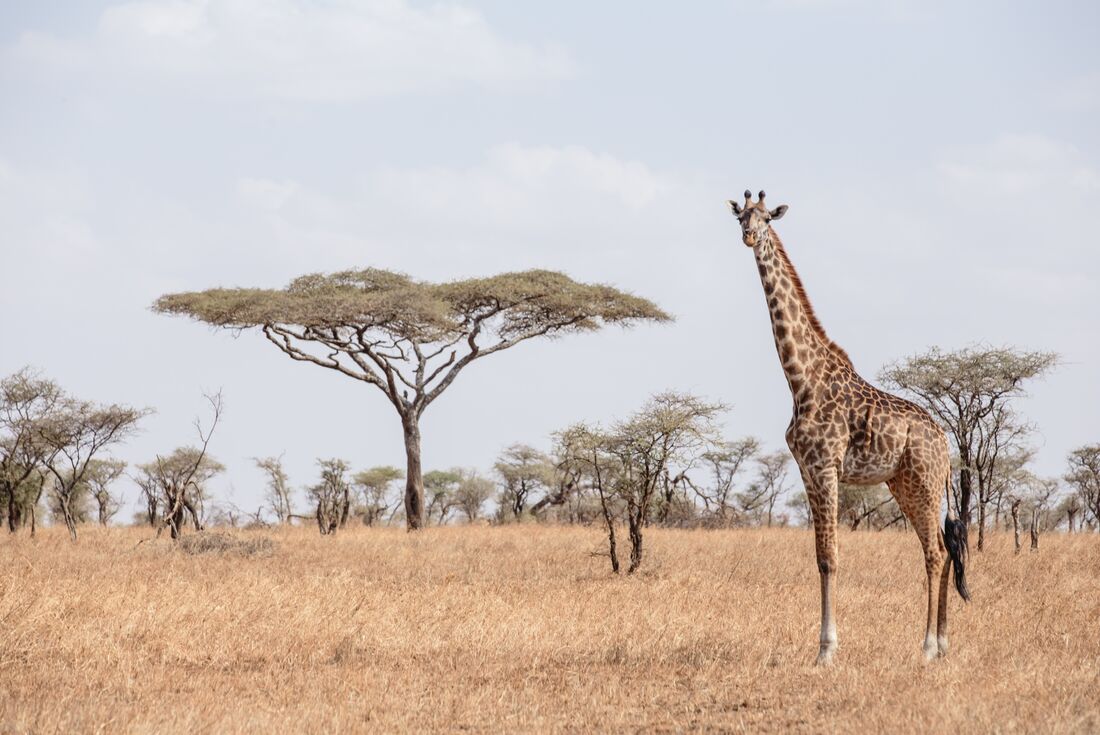 Giraffe stands by Acacia Tree in the Serengeti