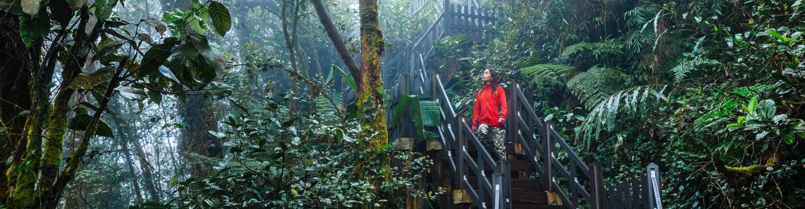 Woman walking in the rainforest on a rainy day, Cameron Highlands, Pahang, Malaysia