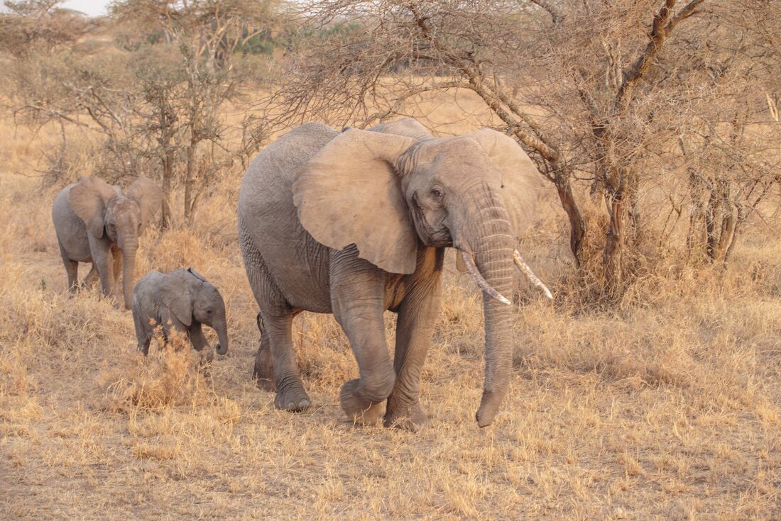 tanzania_serengeti_elephant-with-young