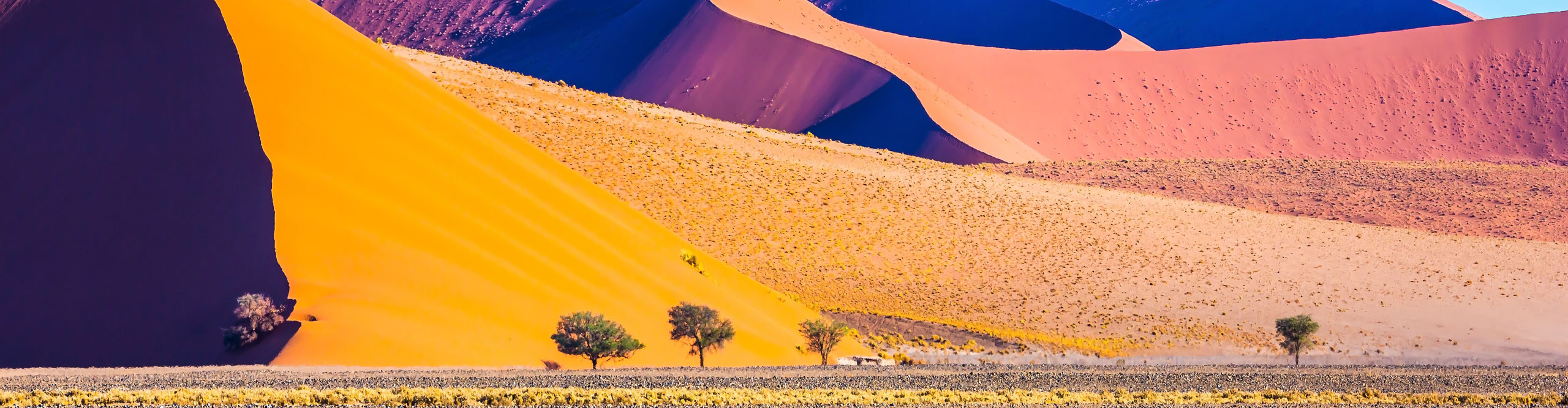 Namib-Naukluft National Park, Fancifully curved sharp crests of orange dunes with tree in Namibia