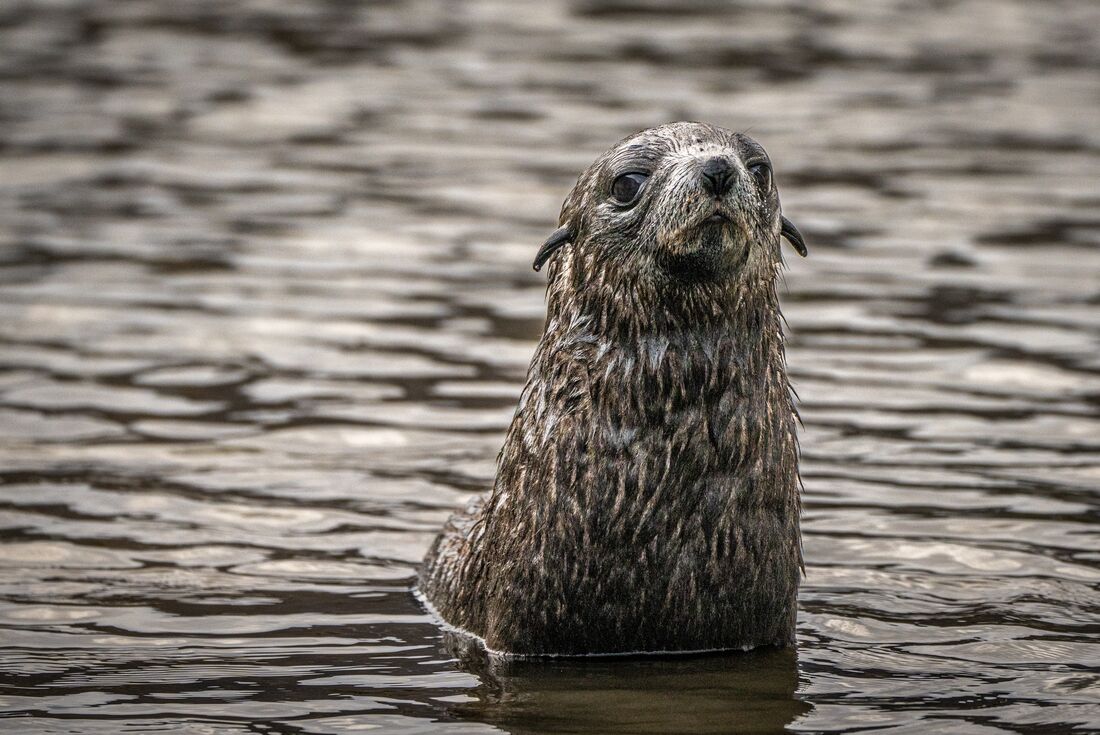 Young Antarctic Fur Seal emerges from the water in South Georgia