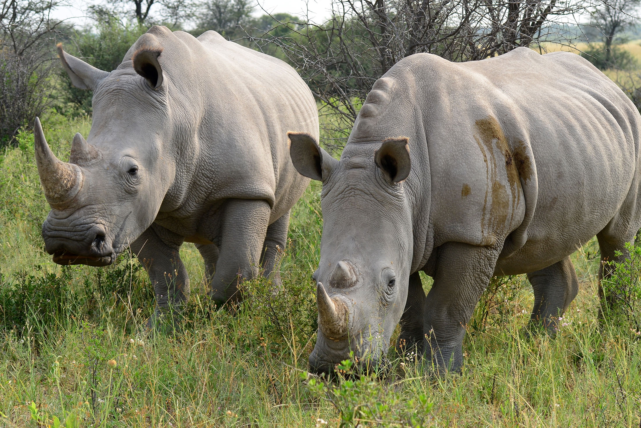 Rhinos in the Khama rhino sanctuary, Botswana