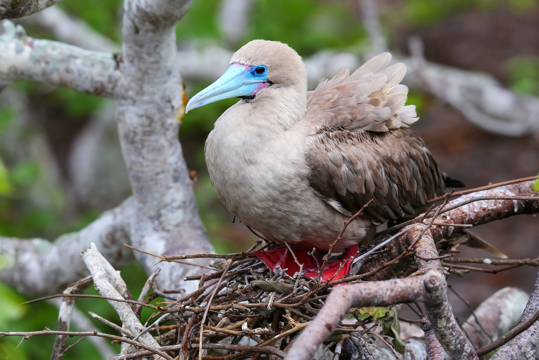 Red-footed booby chick, Galapagos Islands, Ecuador 