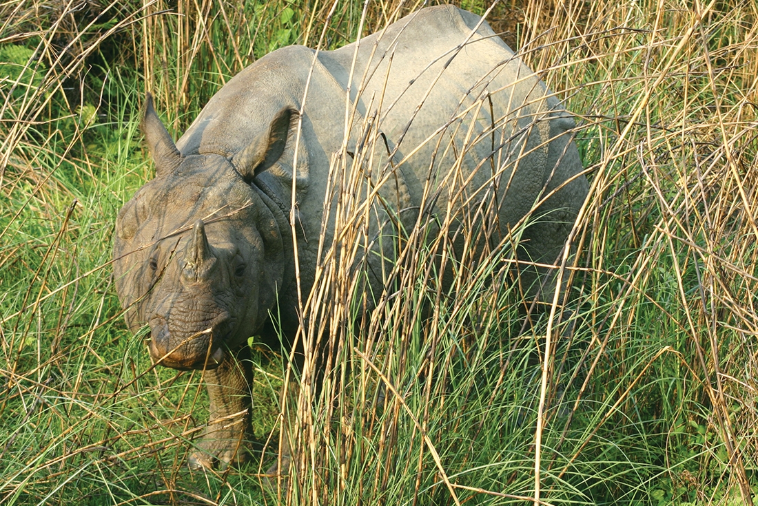 nepal chitwan rhino