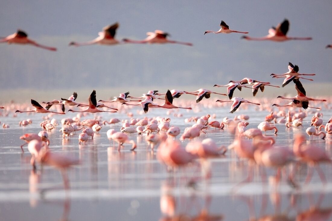Flock of flamingos in Lake Nakuru