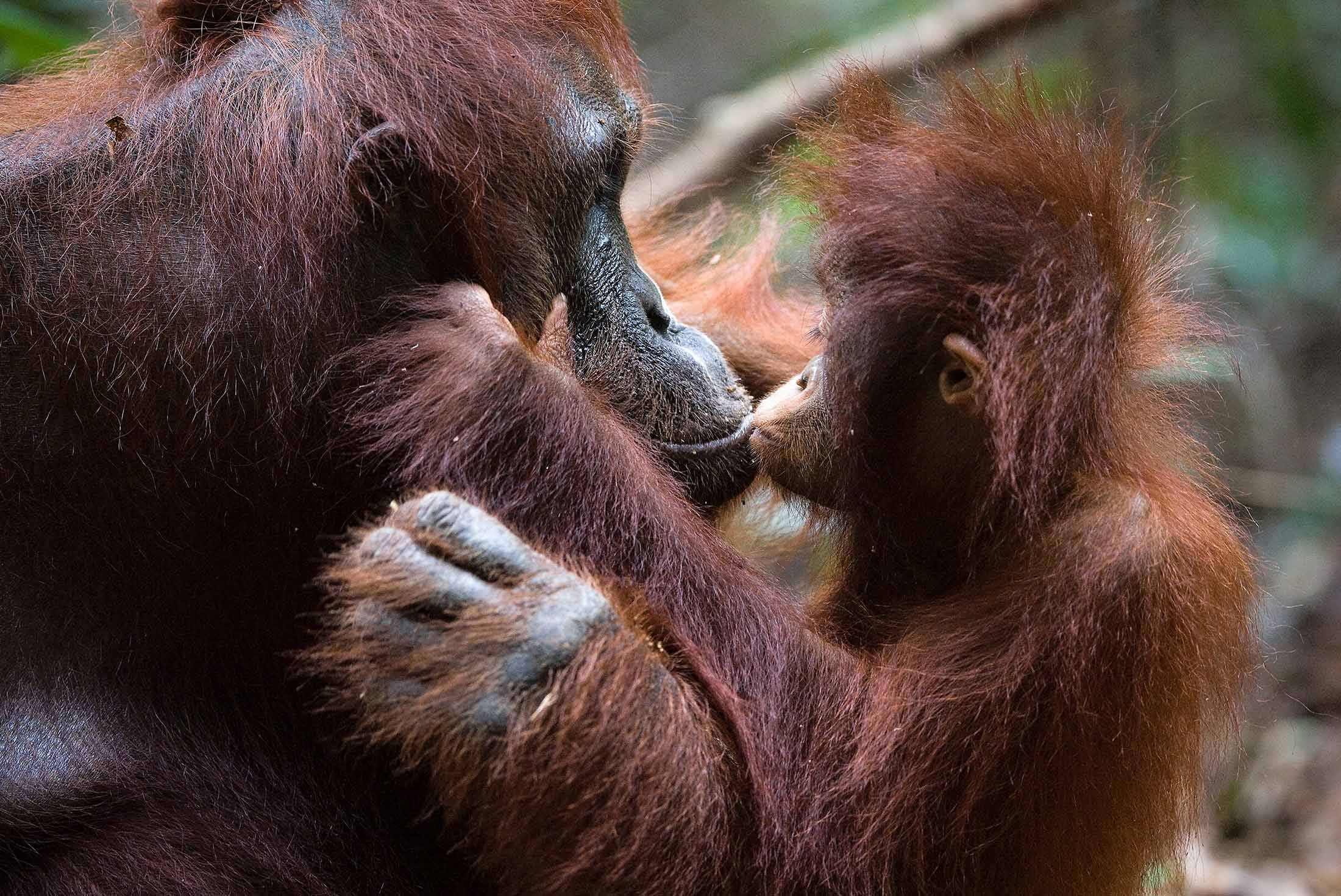 Borneo_orangutan_and_young