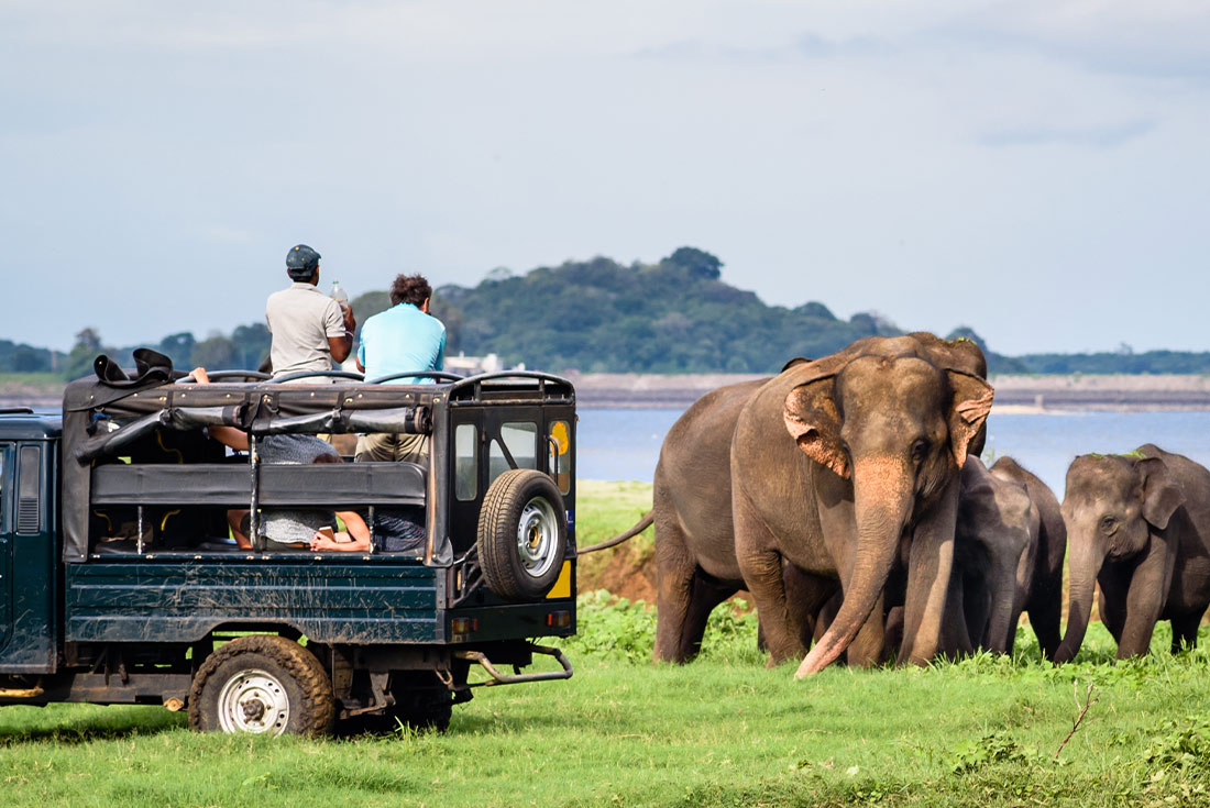 Travellers on elephant safari in Minneriya National Park, Sri Lanka