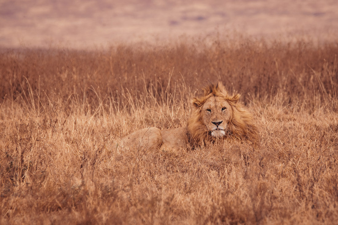 Lion resting amongst the tall grass on the Savannah in the Serengeti, Tanzania
