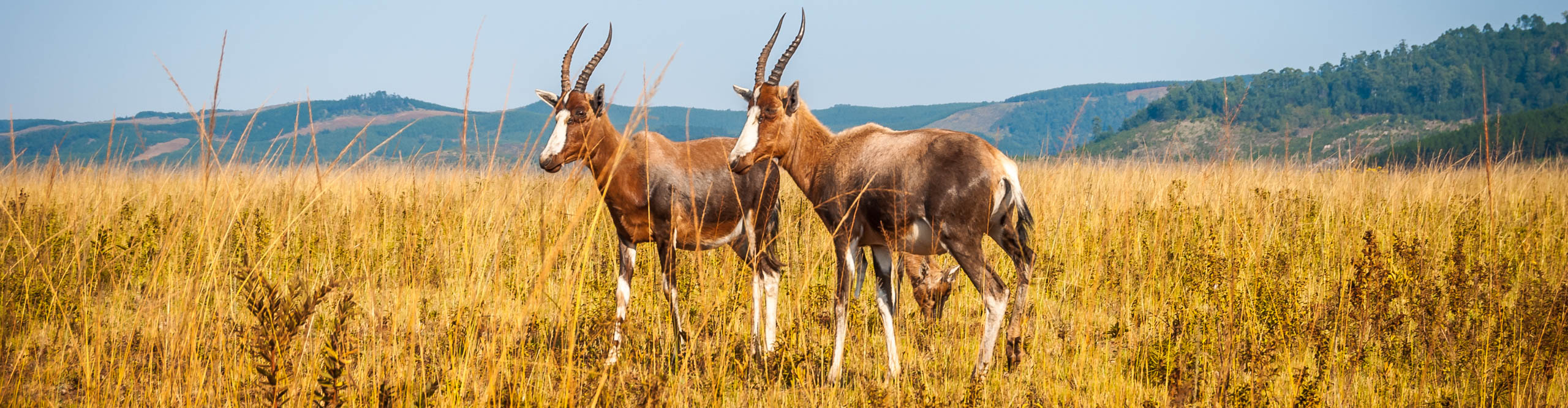 Antelope standing in the long grass on the plains of Swaziland