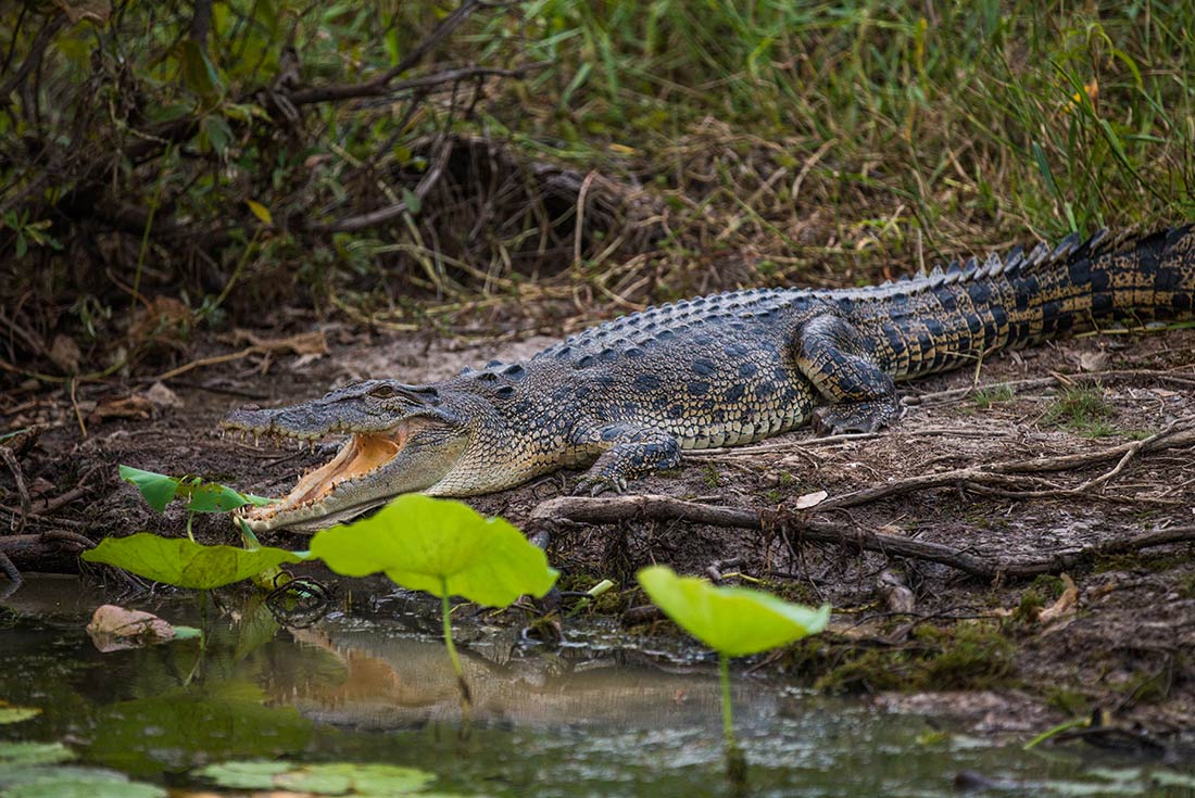 Crocodile on the Mary River wildlife cruise