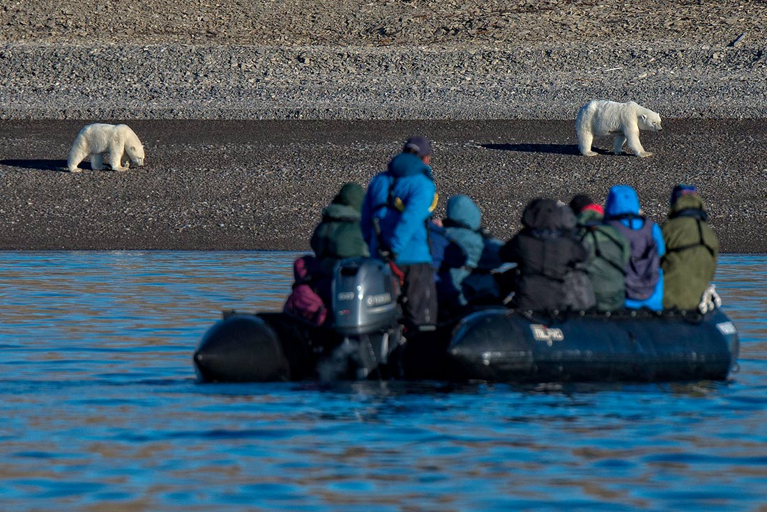 up close with polar bears from the zodiac, Greenland