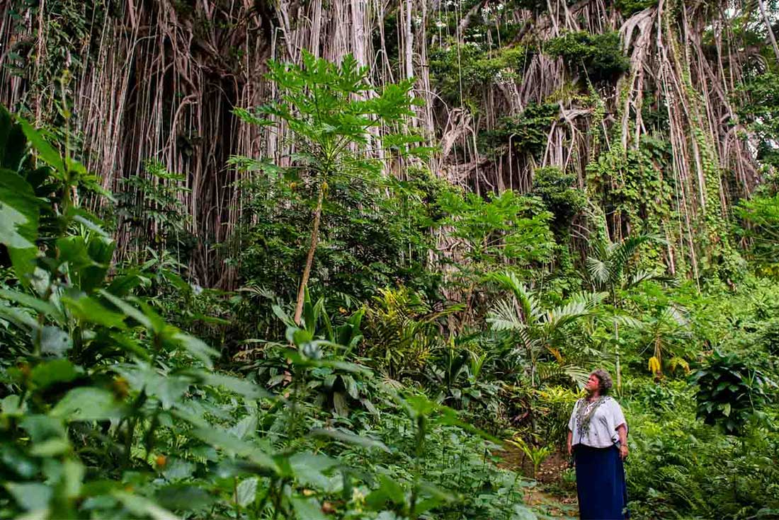 A woman stands in thick green forest and gazes up at a giant banyan tree which has hundreds of thin roots 