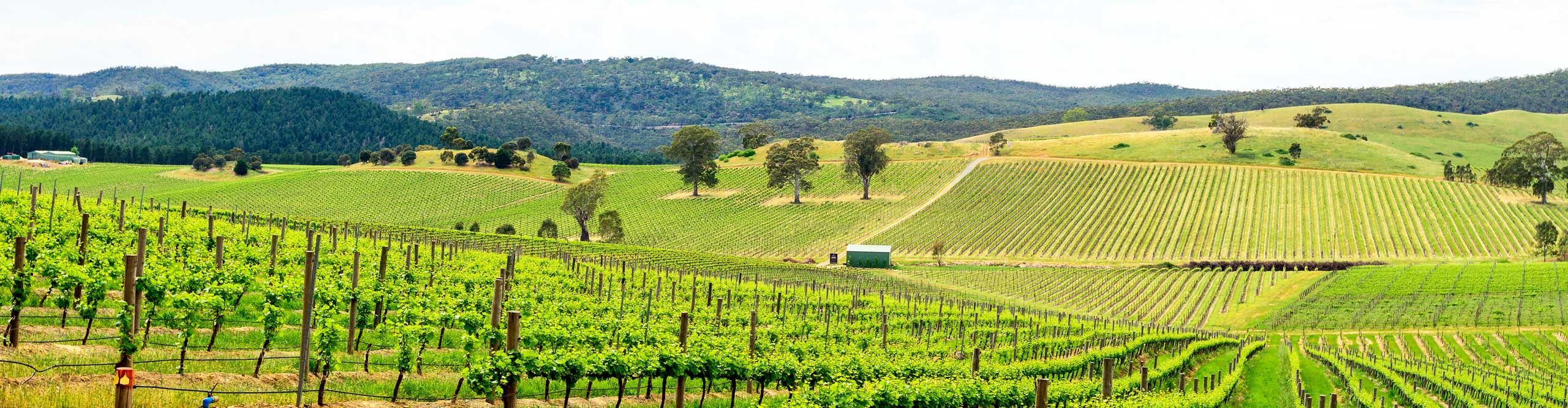 Sweeping view of the hills in a vineyard in the Barossa Valley, South Australia 