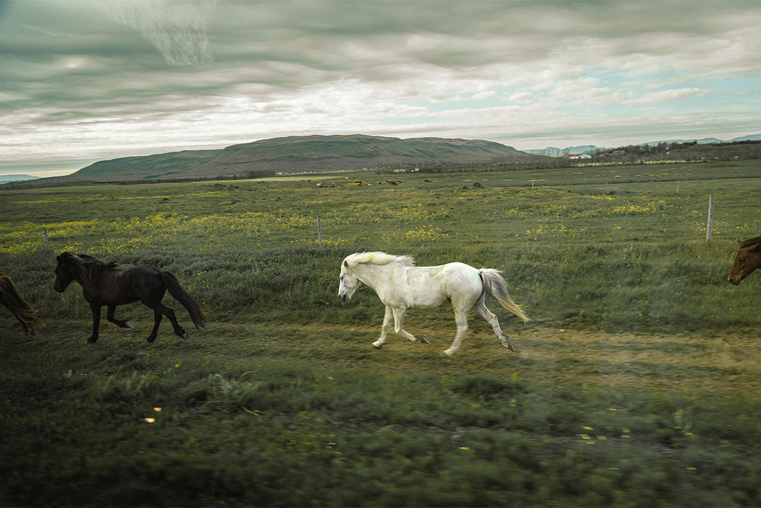 Wild horses run alongisde travel bus in the Golden Circle, Iceland